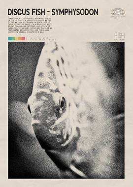 Discus Fish Fish Keeper Fish Room Poster