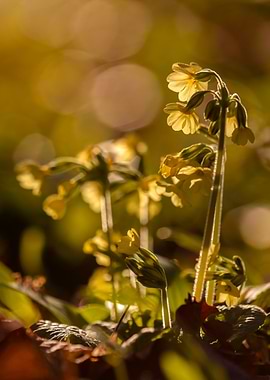Yellow Wildflowers in Sunlight