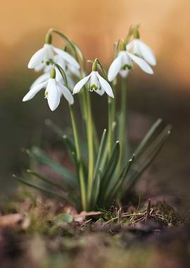 Snowdrop Flowers