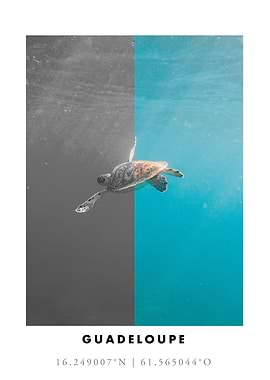 Sea Turtle Guadeloupe