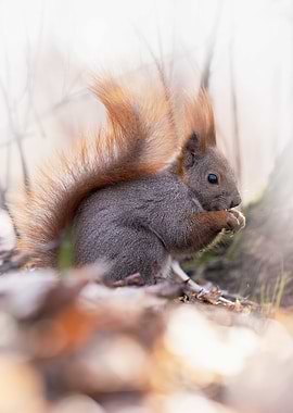 Squirrel Eating in Forest