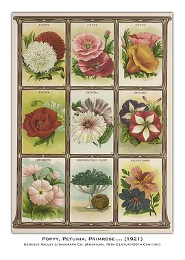 Vintage Flower Seed Packet Art
