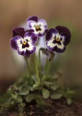 Purple and White Pansies
