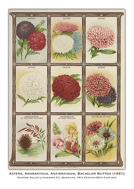 Vintage Flower Poster