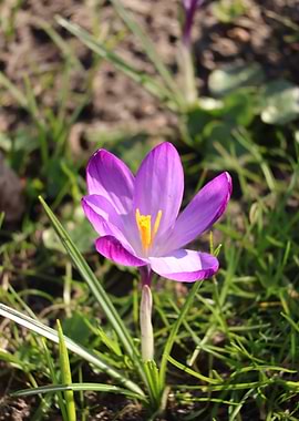 Purple Crocus Flower
