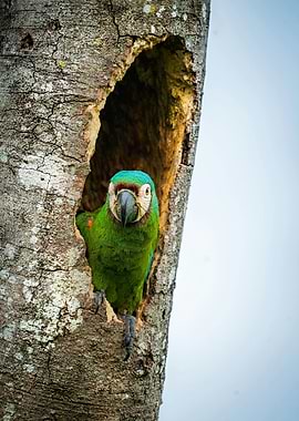 Green Parrot in Tree Cavity