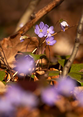 Purple Flowers in Forest