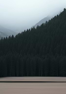 Misty Mountain Forest