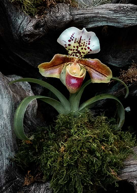 Orchid on Driftwood