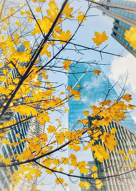 Autumn Leaves and Skyscrapers