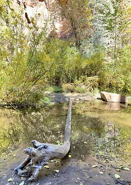 Fallen Log in Forest Stream