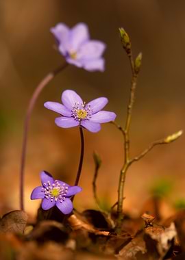 Purple Flowers in Forest