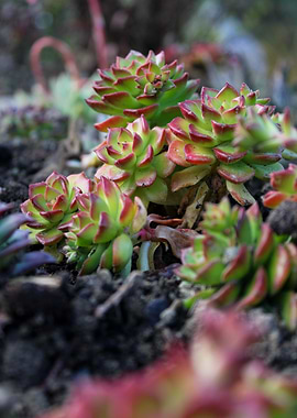 Succulent Garden Close-Up