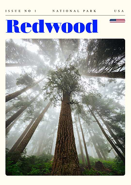 Redwood National Park Travel Art Poster