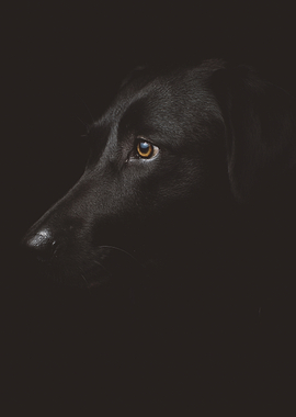 Black Dog Portrait