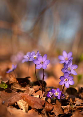 Purple Flowers in Forest