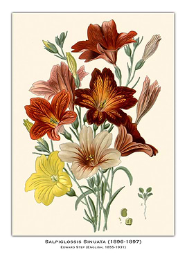 Vintage Floral Illustration