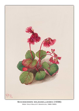 Schizocodon Soldanelloides Illustration