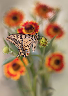 Butterfly on Flowers