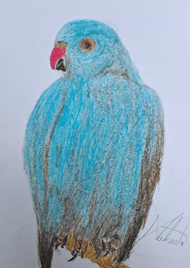 Blue Parrot Drawing