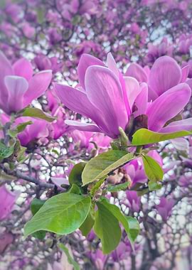 Pink Magnolia Blossoms