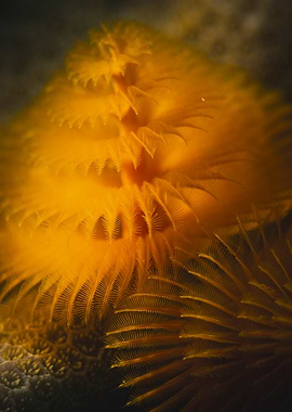 Golden Feather Duster Worm
