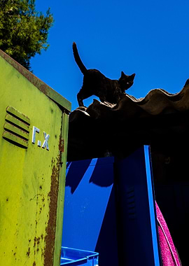 Black Cat on a Roof