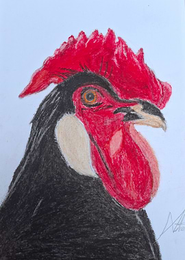 Black Rooster Portrait