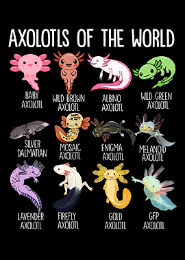 Axolotl Varieties Chart