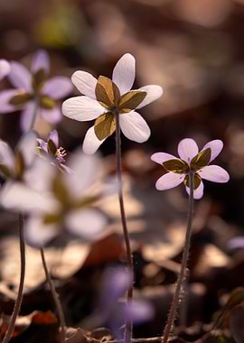 Delicate Purple Flowers