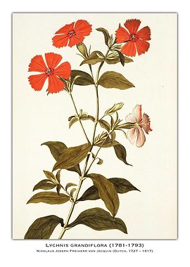 Lychnis Grandiflora Botanical Illustration