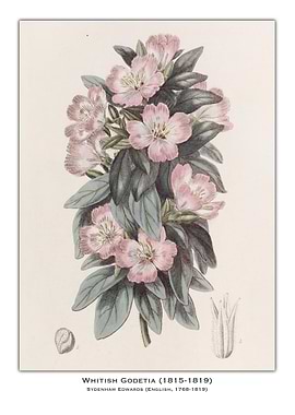 Whitish Godetia Botanical Illustration
