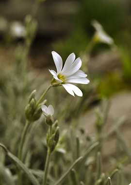 White Flower in Bloom