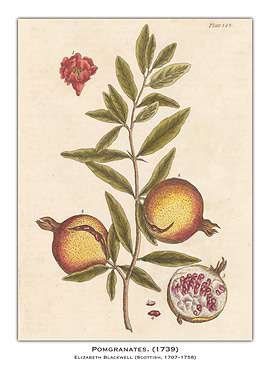 Pomegranate Botanical Illustration