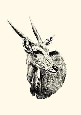 Eland Antelope Drawing