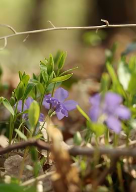 Purple Flowers in Forest