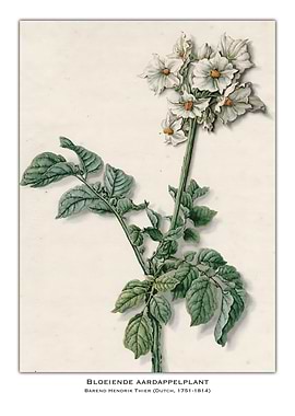 Bloeiende Aardappelplant