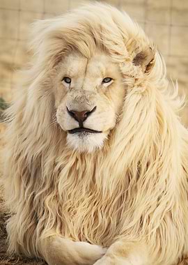 White Lion Portrait