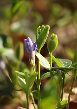 Purple Flower Bud