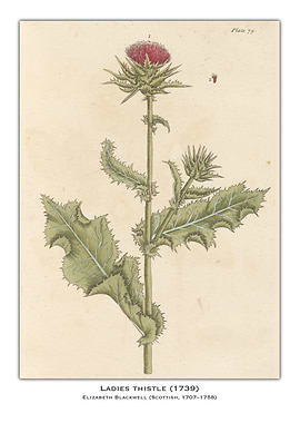 Ladies Thistle Botanical Illustration