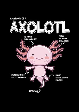 Axolotl Anatomy Illustration