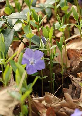 Purple Flower in Green Foliage