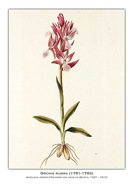 Orchis Rubra Botanical Illustration