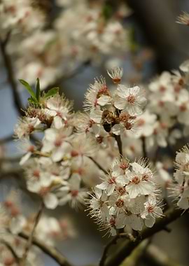 Bee on Cherry Blossom