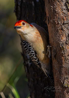 Red-Bellied Woodpecker on Tree