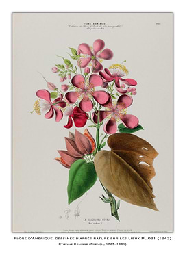 Botanical Illustration of Roucou du Perdu
