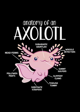 Axolotl Anatomy Illustration