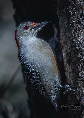 Red-bellied Woodpecker