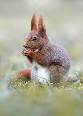 Red Squirrel Eating