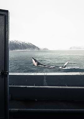 Orca Breaching in the Ocean